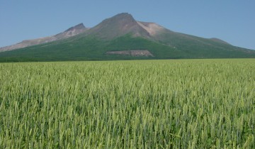 駒ケ岳と麦畑