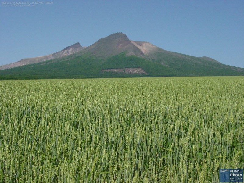 駒ケ岳と麦畑