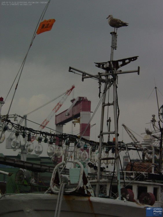 西埠頭、イカ釣り漁船とゴライアスクレーン 2005年9月
