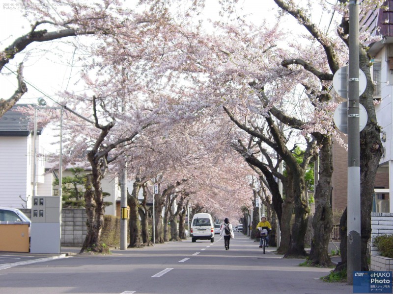満開の桜 梁川町、桜ヶ丘通り、五稜郭 2006年5月