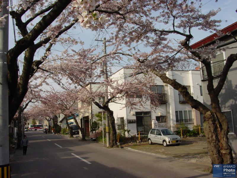 満開の桜 梁川町、桜ヶ丘通り、五稜郭 2006年5月