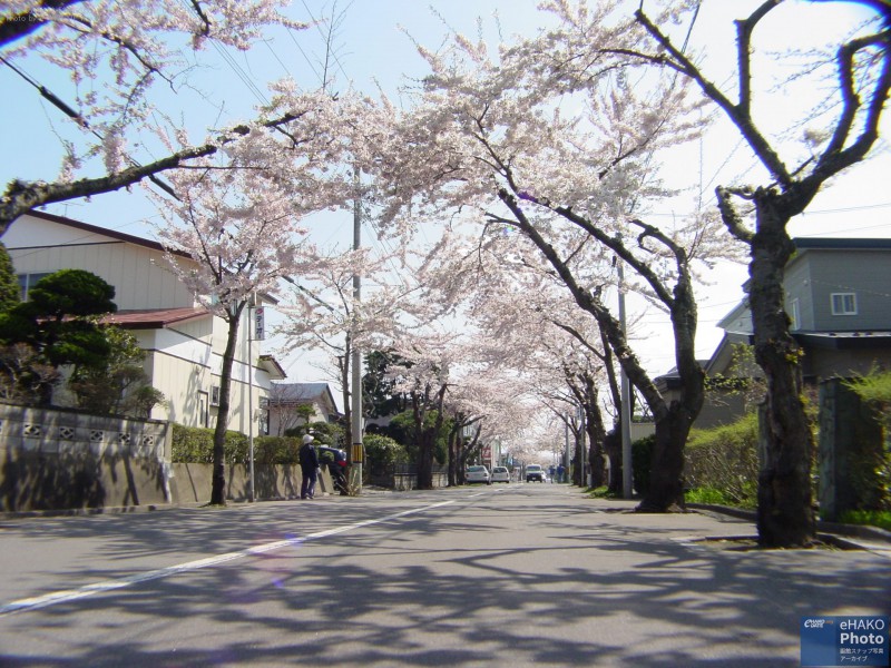 満開の桜ヶ丘通り 2006年5月