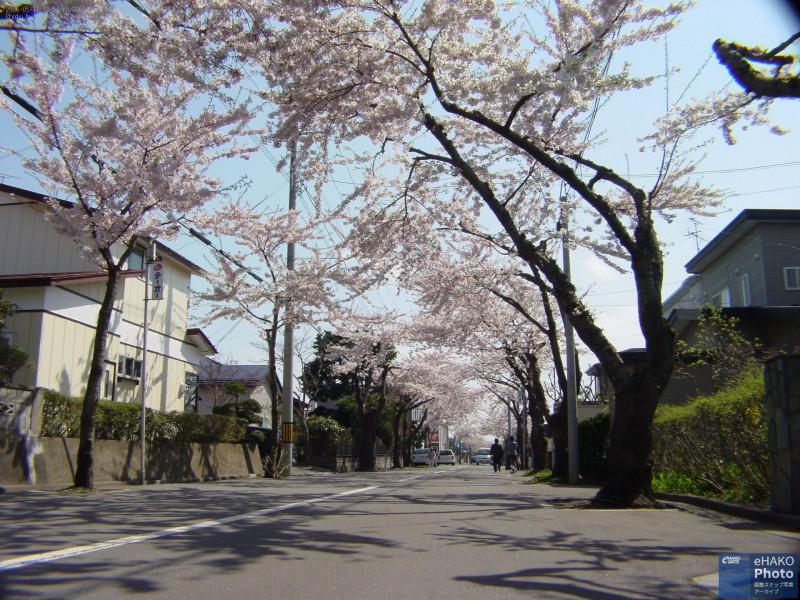 満開の桜ヶ丘通り 2006年5月