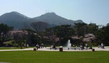 桜が咲いた函館公園 2006年5月