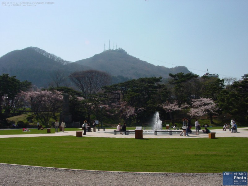 桜が咲いた函館公園 2006年5月