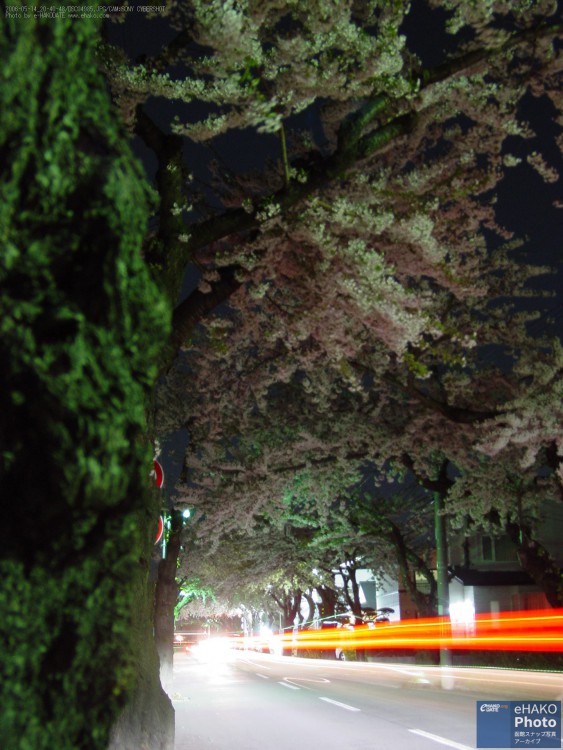 桜ヶ丘通りの夜桜 2006年5月