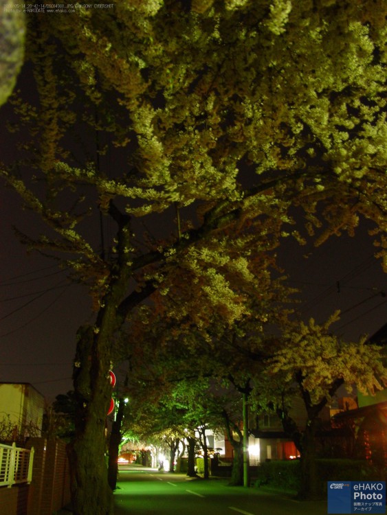 桜ヶ丘通りの夜桜 2006年5月