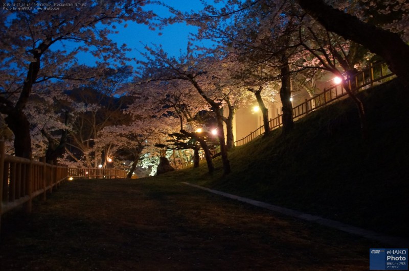 2015函館公園の夜桜04
