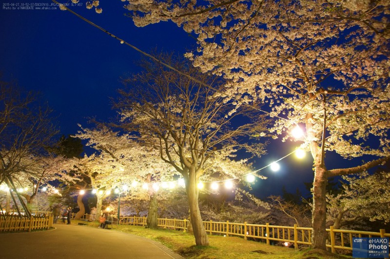 2015函館公園の夜桜05