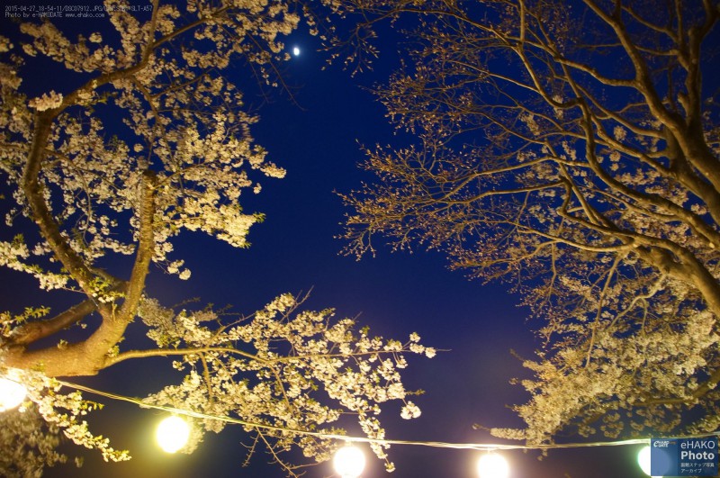 2015函館公園の夜桜01