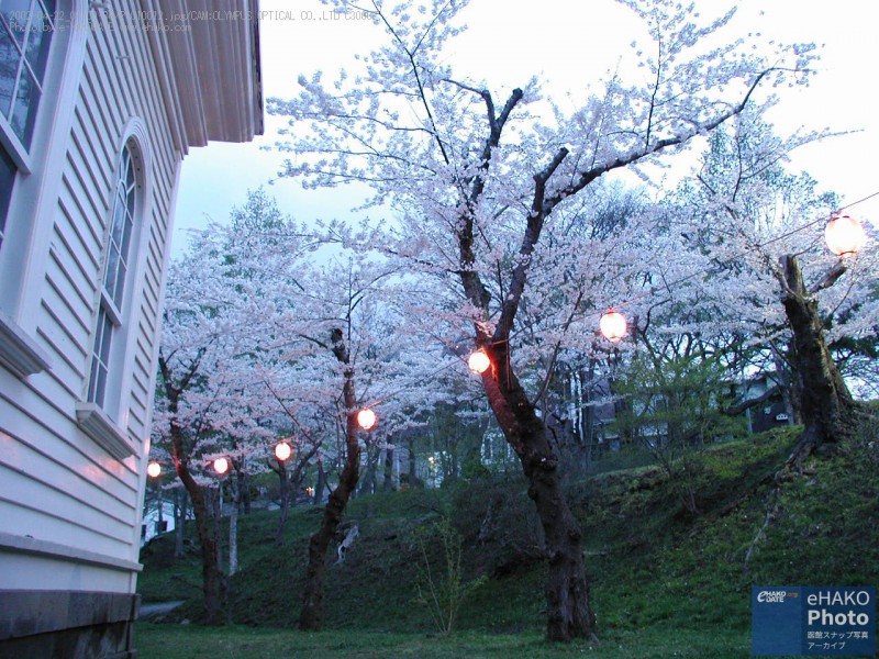 2002年函館公園の夜桜　その3
