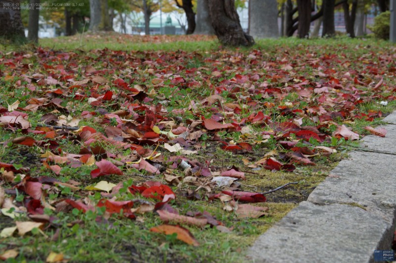 千代台公園の紅葉