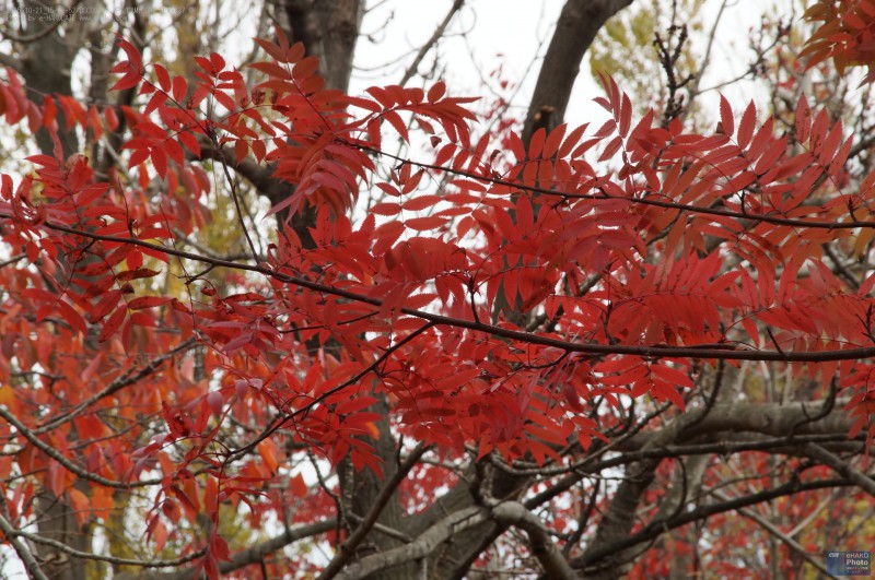 千代台公園の紅葉