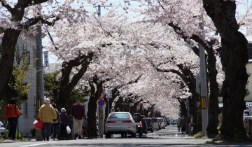 桜ヶ丘通りの桜 2016
