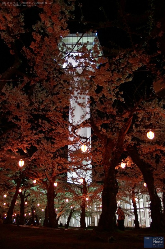 五稜郭公園の夜桜 2016年4月