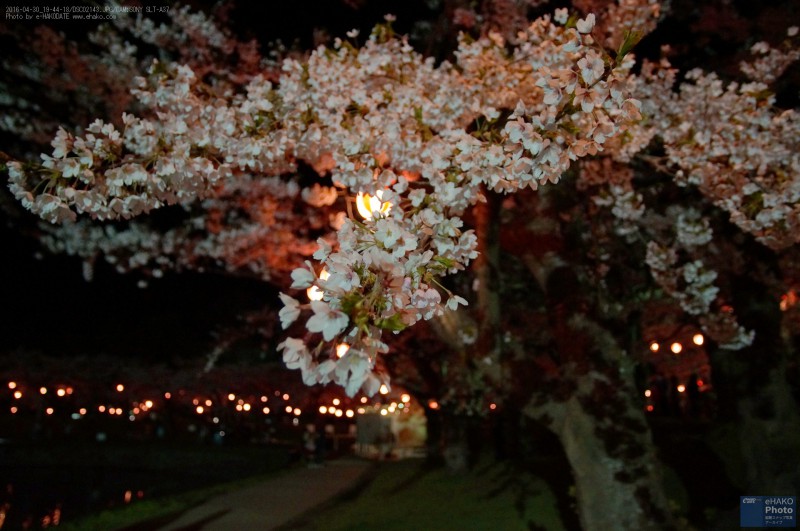 五稜郭公園の夜桜 2016年4月