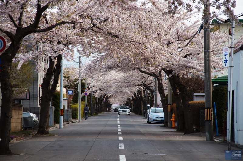朝の桜ヶ丘通りの桜 2016年5月